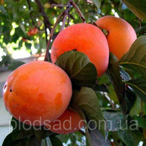 Хурма Україна 2 річна