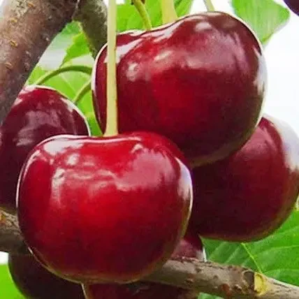 Черешня "Гігант Ред", фото 1