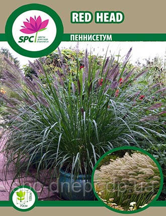 Пеннісетум Red Head, фото 1