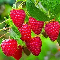 Саджанці малини