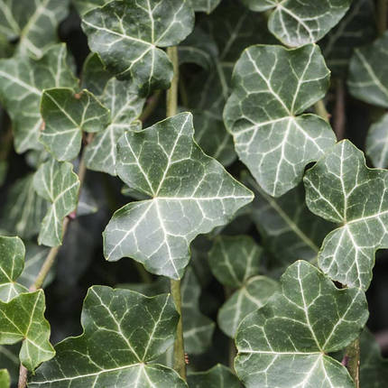 Плющ звичайний Трондейл / h 60-80 / Hedera helix Thorndale, фото 2