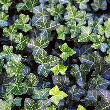 Плющ звичайний Трондейл / h 60-80 / Hedera helix Thorndale