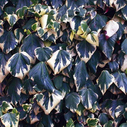 Плющ колхідський Дентата Варієгата / h 60-80 / Dentata Variegata, фото 2