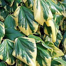 Плющ колхідський Дентата Варієгата / h 60-80 / Dentata Variegata