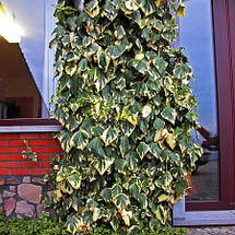Плющ колхідський Дентата Варієгата / h 60-80 / Dentata Variegata, фото 3