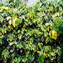 Плющ колхідський Дентата Варієгата / h 60-80 / Dentata Variegata, фото 4