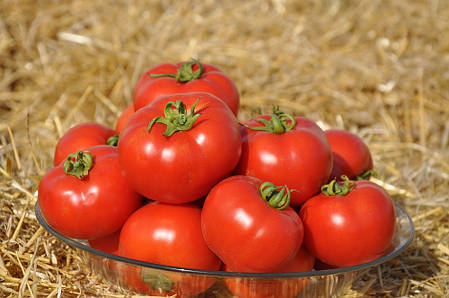 Томат Світ Муссон F1/Sweet Mysson F1 250шт LibraSeeds, фото 3
