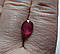 Рубін 2.68 Ct. 8.6 x 7.4 x 3.8 mm, фото 6