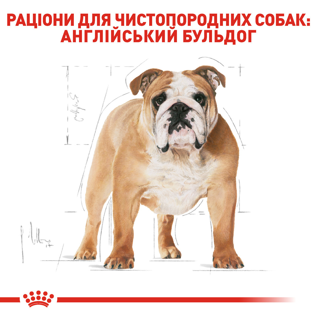Корм для бульдога Royal Canin Bulldog Adult 12 кг - фото 2 - id-p55350078
