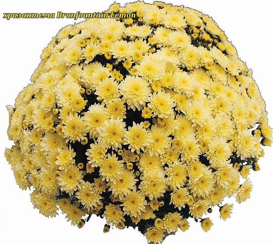 Хризантема Branfountain Lemon (Бранфонтан Лимон). Мультифлора. розсада