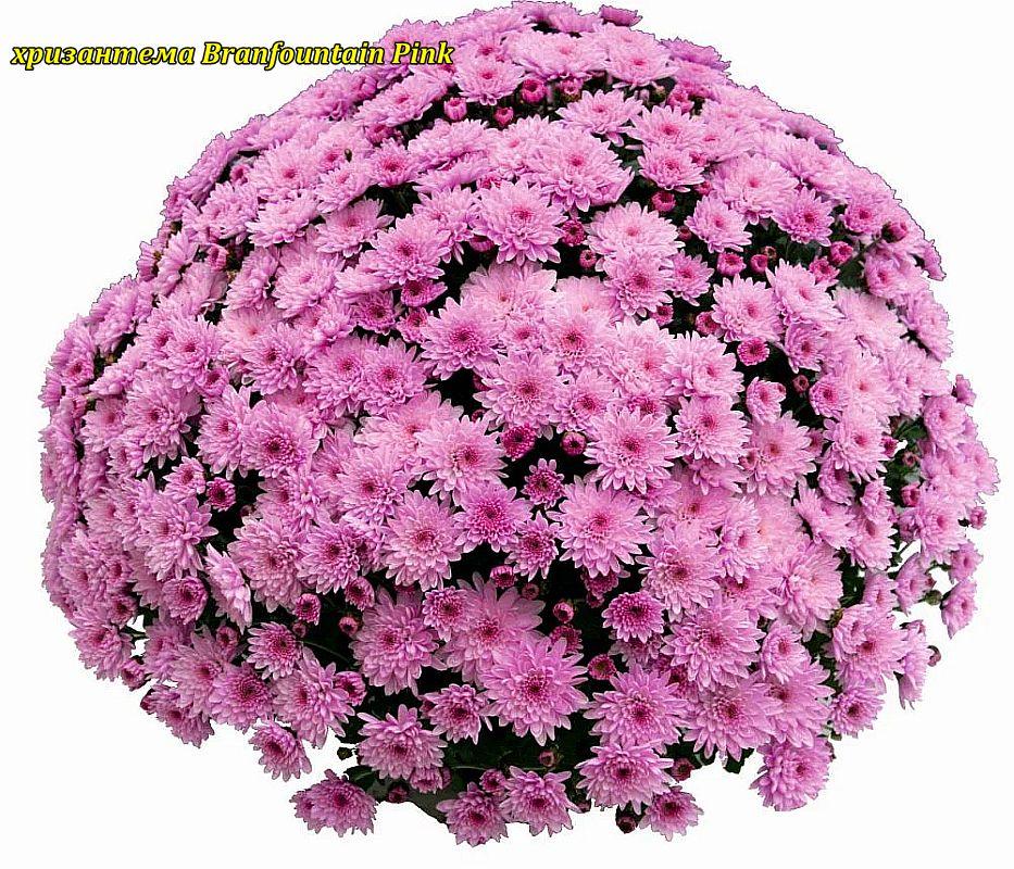 Хризантема Branfountain Pink (Бранфонтан Пінк). Мультифлора.розсада