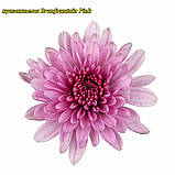 Хризантема Branfountain Pink (Бранфонтан Пінк). Мультифлора.розсада, фото 2