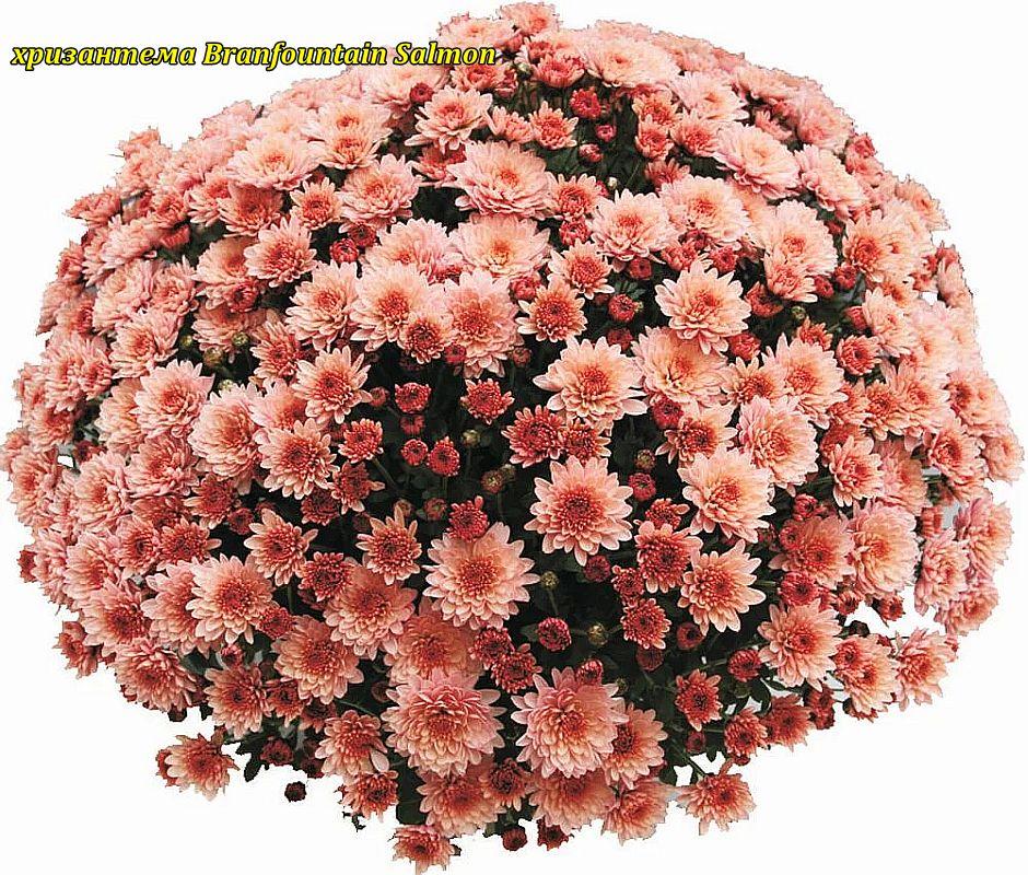 Хризантема Branfountain Salmon (Бранфонтан Салмон). Мультифлора. рассада