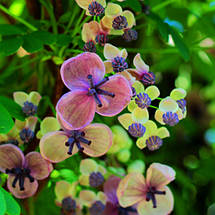 Акебія п'ятилиста / С2 / h 60-90 / Akebia quinata, фото 2