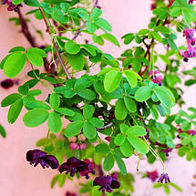 Акебія п'ятилиста / С2 / h 60-90 / Akebia quinata, фото 3