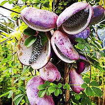 Акебія п'ятилиста / С2 / h 60-90 / Akebia quinata, фото 5
