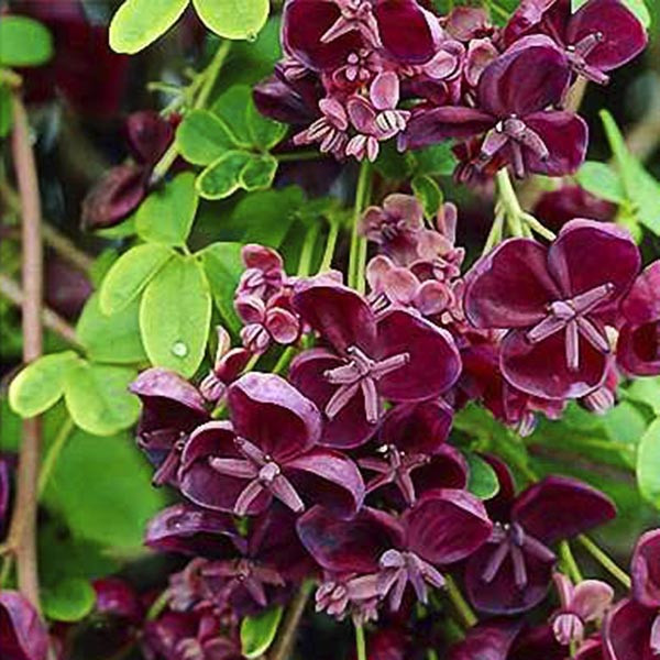 Акебія п'ятилиста / С2 / h 60-90 / Akebia quinata