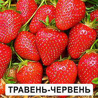 Ранні сорти полуниці