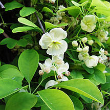 Акебія п'ятилиста Альба / h 60-90 / Akebia quinata Alba, фото 4