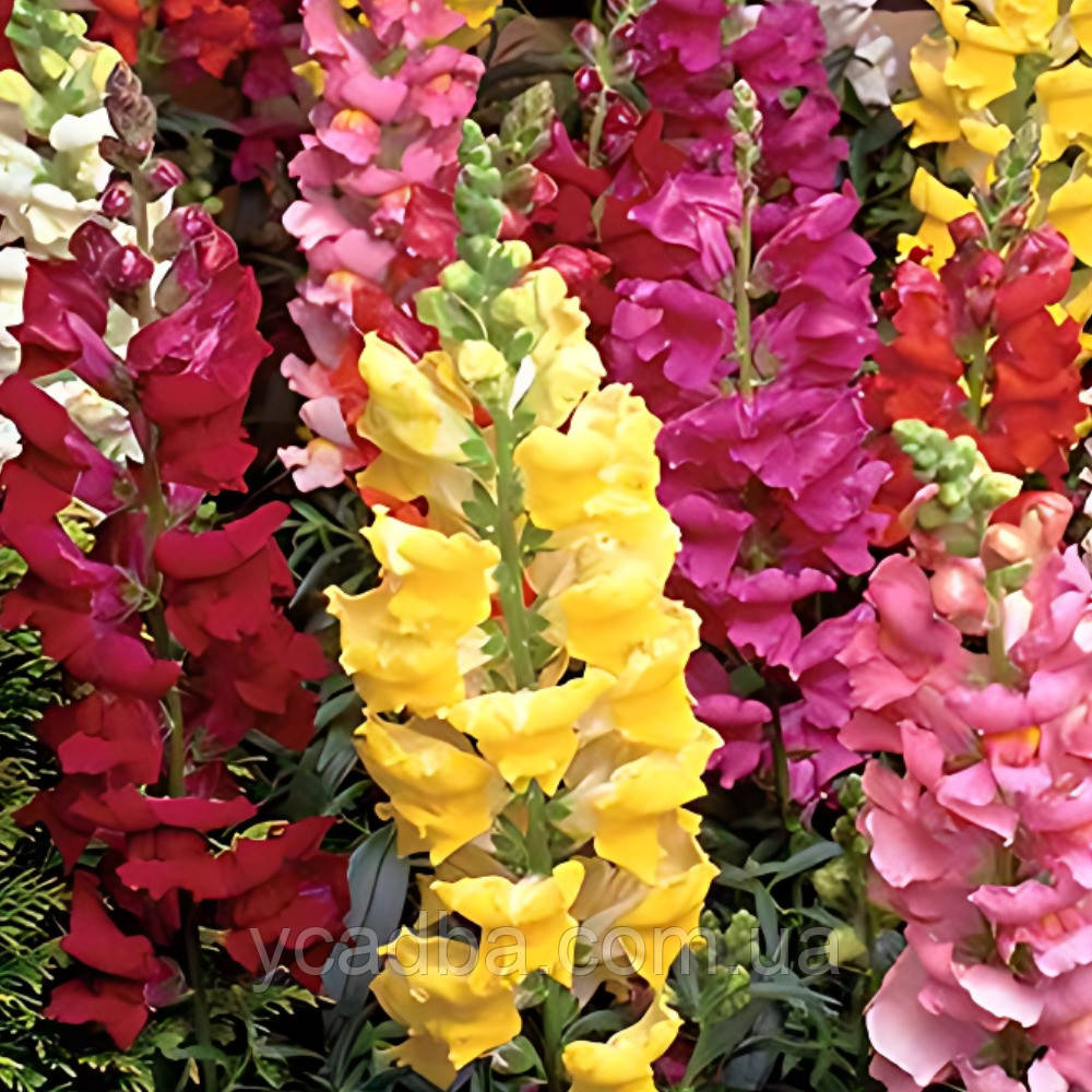 Насіння Ротиків (левиного зiва) Квiтковий дощ (0.15г), фото 1