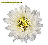 Хризантема Branfountain White (Бранфонтан Уайт). Мультифлора в горщику, фото 2