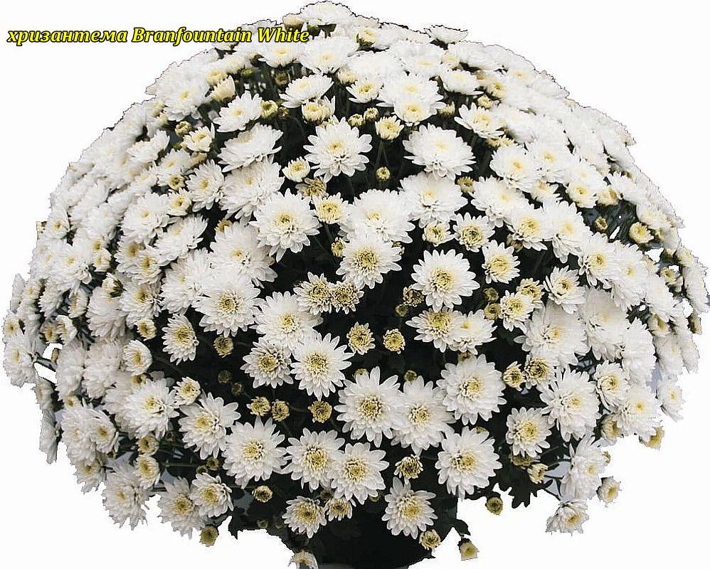 Хризантема Branfountain White (Бранфонтан Уайт). Мультифлора