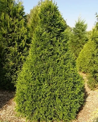 Туя складчаста Корнік 'Kornik' Thuja plicata Kornik - фото 1 - id-p1769766916