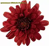 Хризантема Milkshake Strawberry (Молочний коктейль Полуниця). Мультифлора. саджен, фото 2