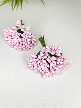 Дрібноцвіт рожевий