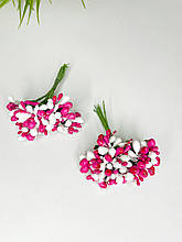 Дрібноцвіт комбінований біло-малиновий