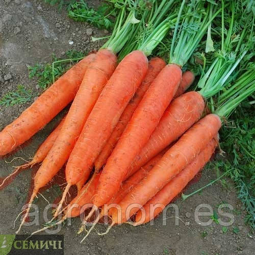 Насіння моркви МАТЧ F1 25 000 насінин Clause Seeds