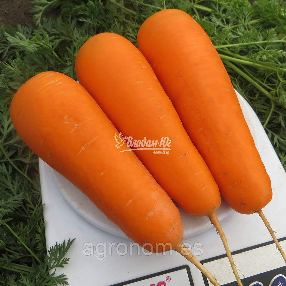Насіння моркви БОЛІВАР F1 100 000 насінин Clause Seeds