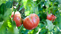 Тріщини на помідорах: як не зіпсувати товарний вигляд томатів?