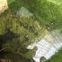 трава декоративная в террариуме