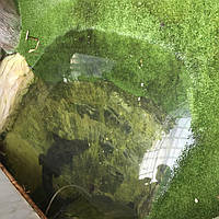 декоративная трава для террариума