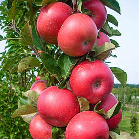 колоновидні яблуні осіні сорти