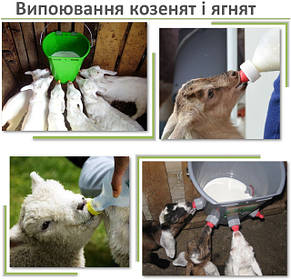 Випоювання козенят і ягнят