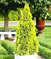 Туя західна Голд Смарагд / Джанед Голд, / Джанед Голд, Thuja occidentalis Gold Smara