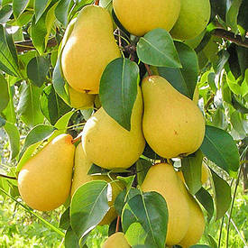 ГРУШІ КОЛОНОВИДНІ ЛІТНІ