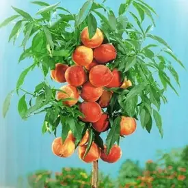 ПЕРСИК КЛОНОВИДНИЙ