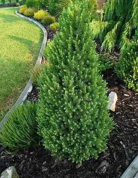 Ялинка канадська Коніка,  Picea glauca Conica