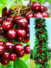 КЛОНОВИДНІ ЧЕРЕШНІ