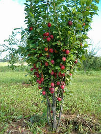 КЛОНОВИДНІ СЛИВИ