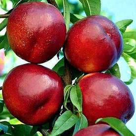 КЛОНОВИДНИЙ НІКТАРИН