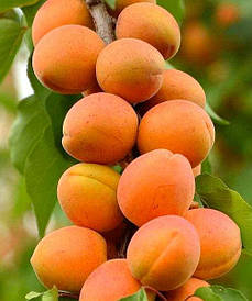 КЛОНОВИДНИЙ АБРИКОС