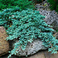 Ялівець горизонтальний Айс Блю (juniperus horizontalis Icee Blue) - діаметр 15-20 см.; контейнер С1(1л.);