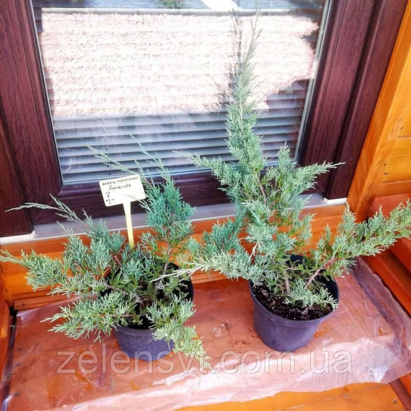 JUNIPERUS HORIZONTALIS 'AGNIESZKA', ЯЛІВЕЦЬ ПОВЗУЧИЙ 'АГНЄШКА'  С1.5л.