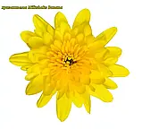 Хризантема Milkshake Banana (Бананово-молочный коктейль). Мультифлора.саджен, фото 2