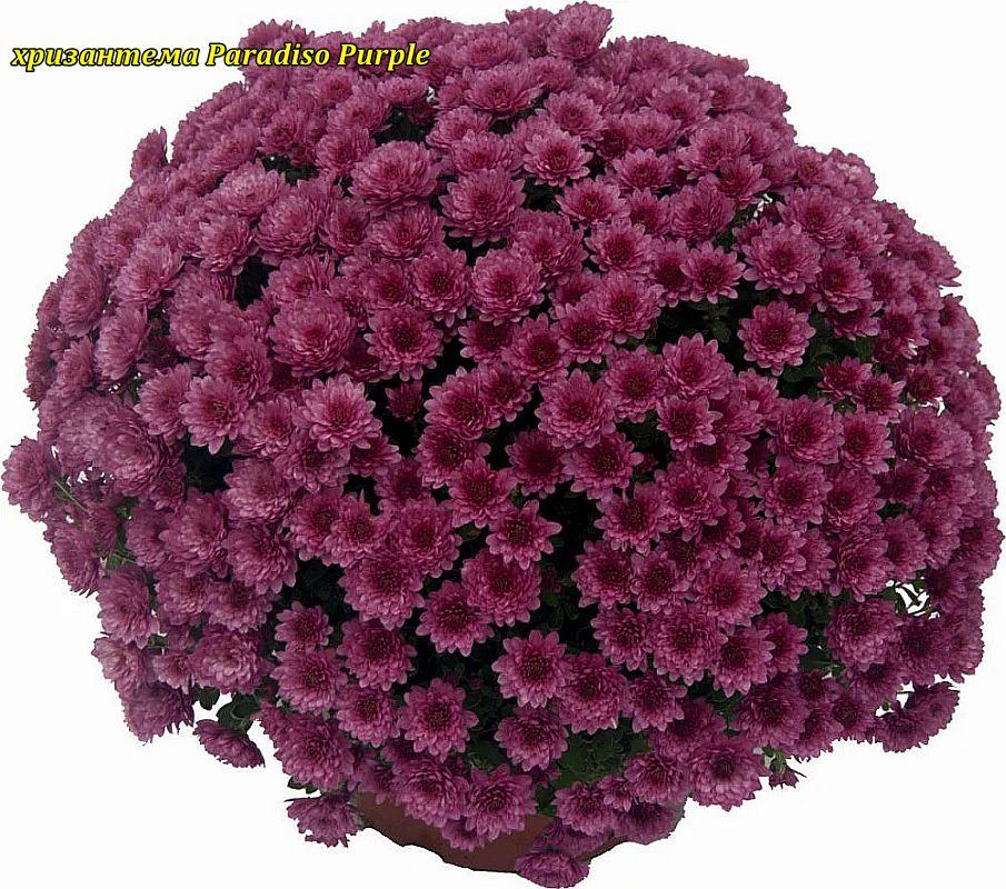 Хризантема Paradiso Purple (Парадизо Пурпурный). Мультифлора в горщику