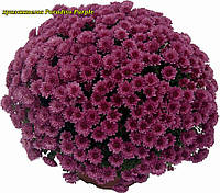 Хризантема Paradiso Purple (Парадизо Пурпурный). Мультифлора рассада